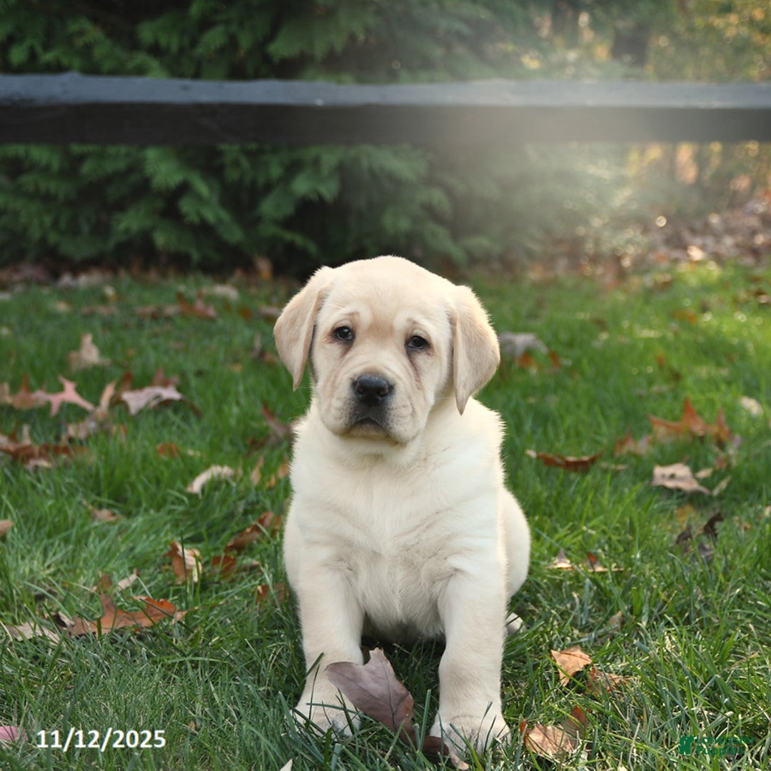 Labrador Retriever dogs for sale: Harper - Ad 4