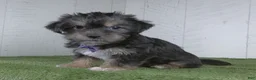 Shorkie dogs for sale: Earl - Ad 3