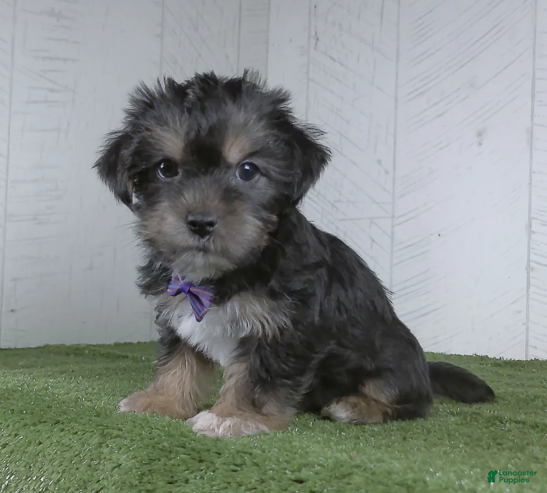 Shorkie dogs for sale: Earl - Ad 3