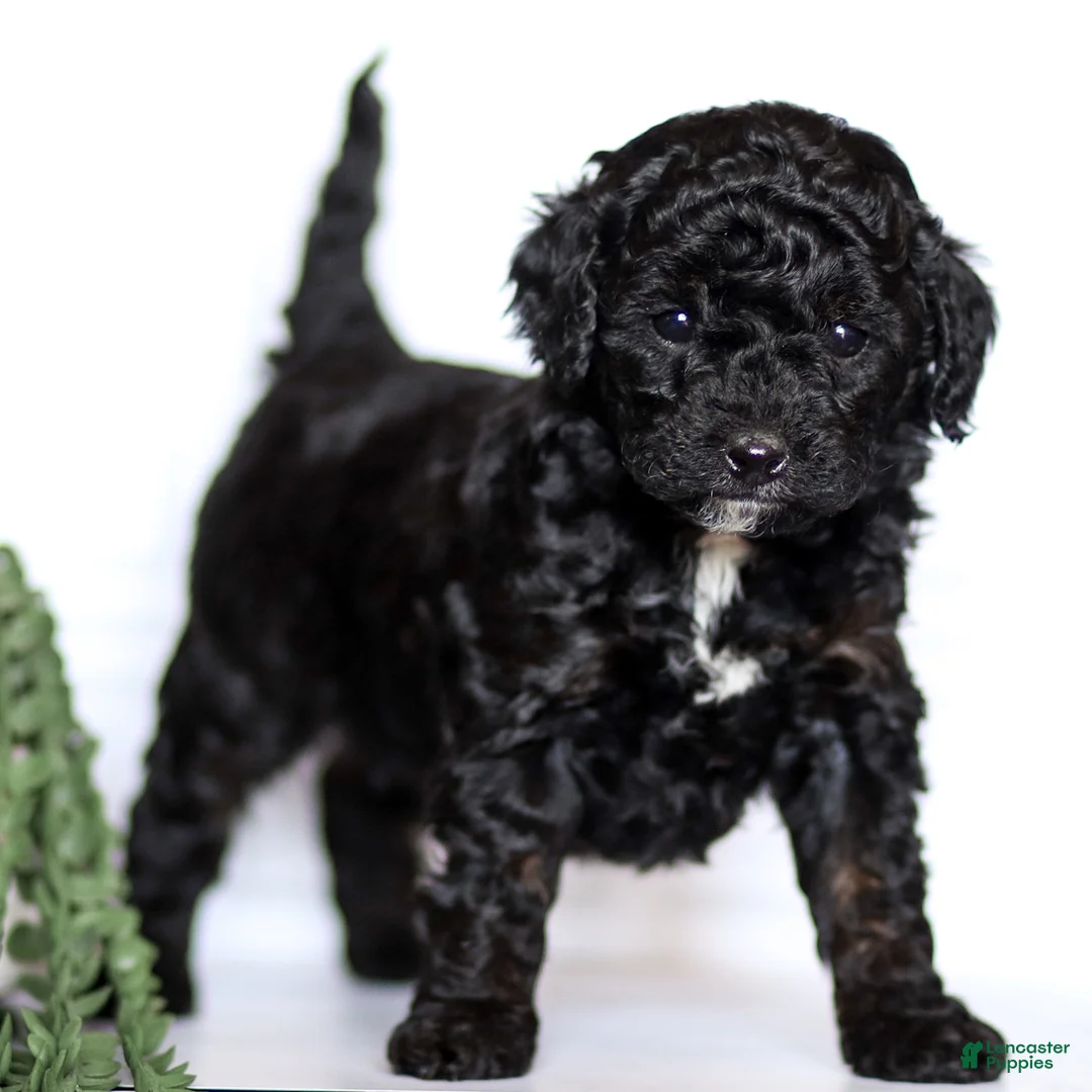 Goldendoodle dogs for sale: Hannah - Ad 1