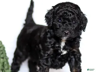 Goldendoodle dogs for sale: Hannah - Ad 4