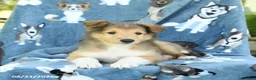 Collie dogs for sale: Orchid - Ad 2