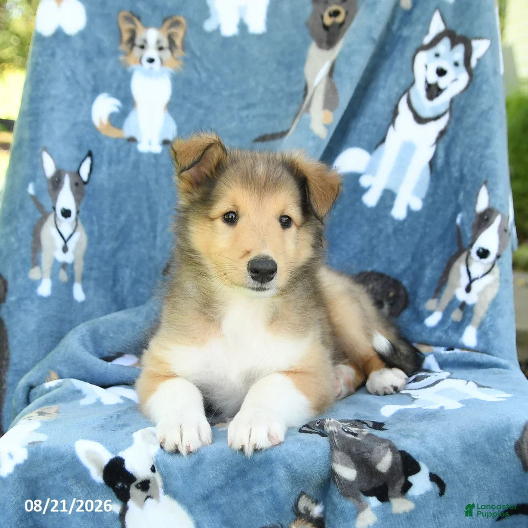 Collie dogs for sale: Orchid - Ad 2