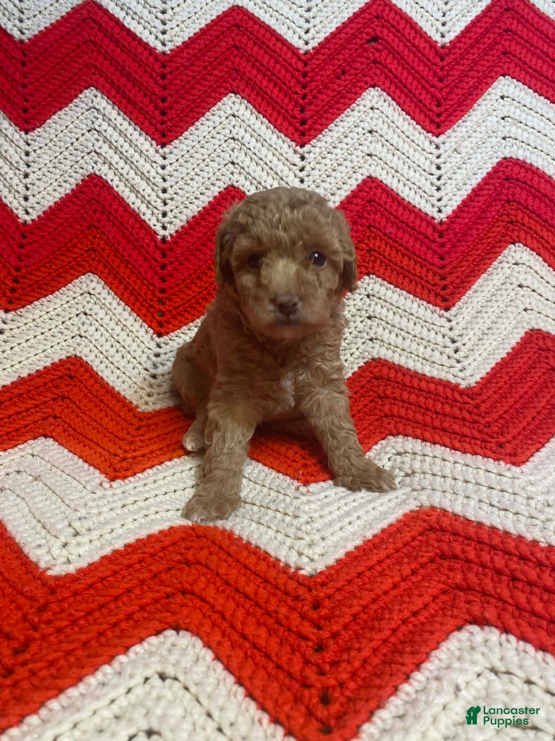 Maltipoo dogs for sale: Walnut  - Ad 1