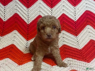 Maltipoo dogs Walnut - Ad 33
