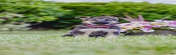 German Shepherd dogs for sale: Princess - Ad 4