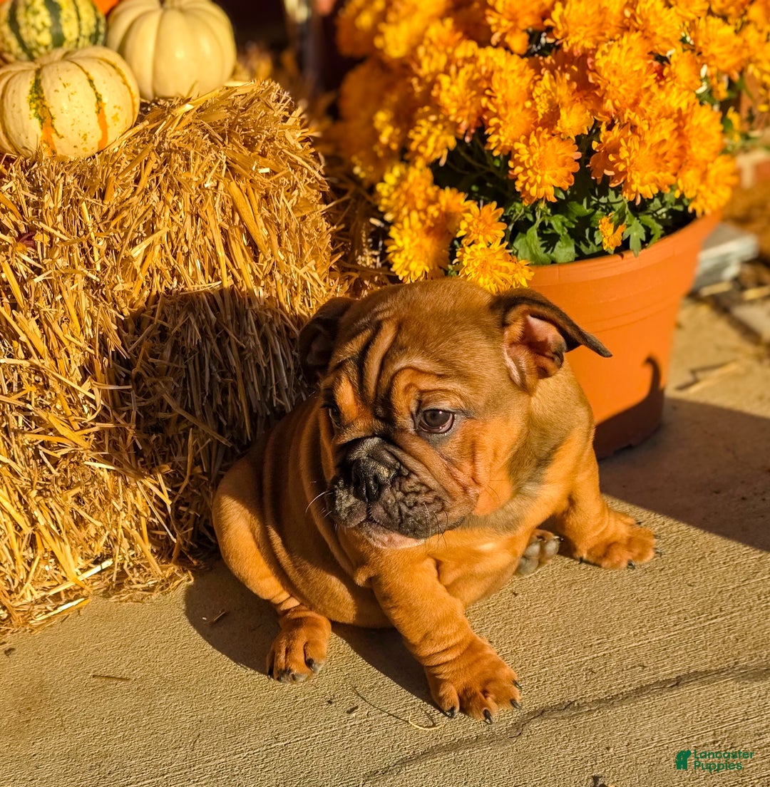 English Bulldog dogs for sale: Muffin - Ad 6