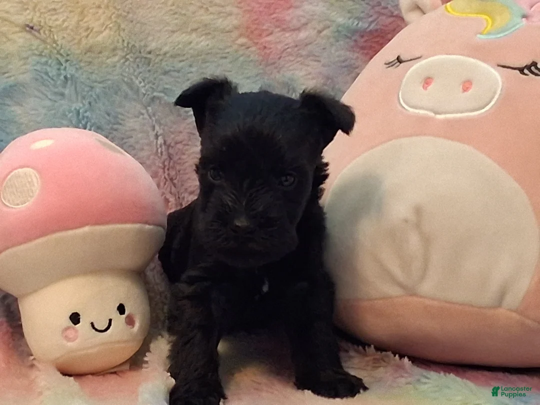 Miniature Schnauzer dogs for sale: Muffin AKC Miniature Schnauzer - Ad 2