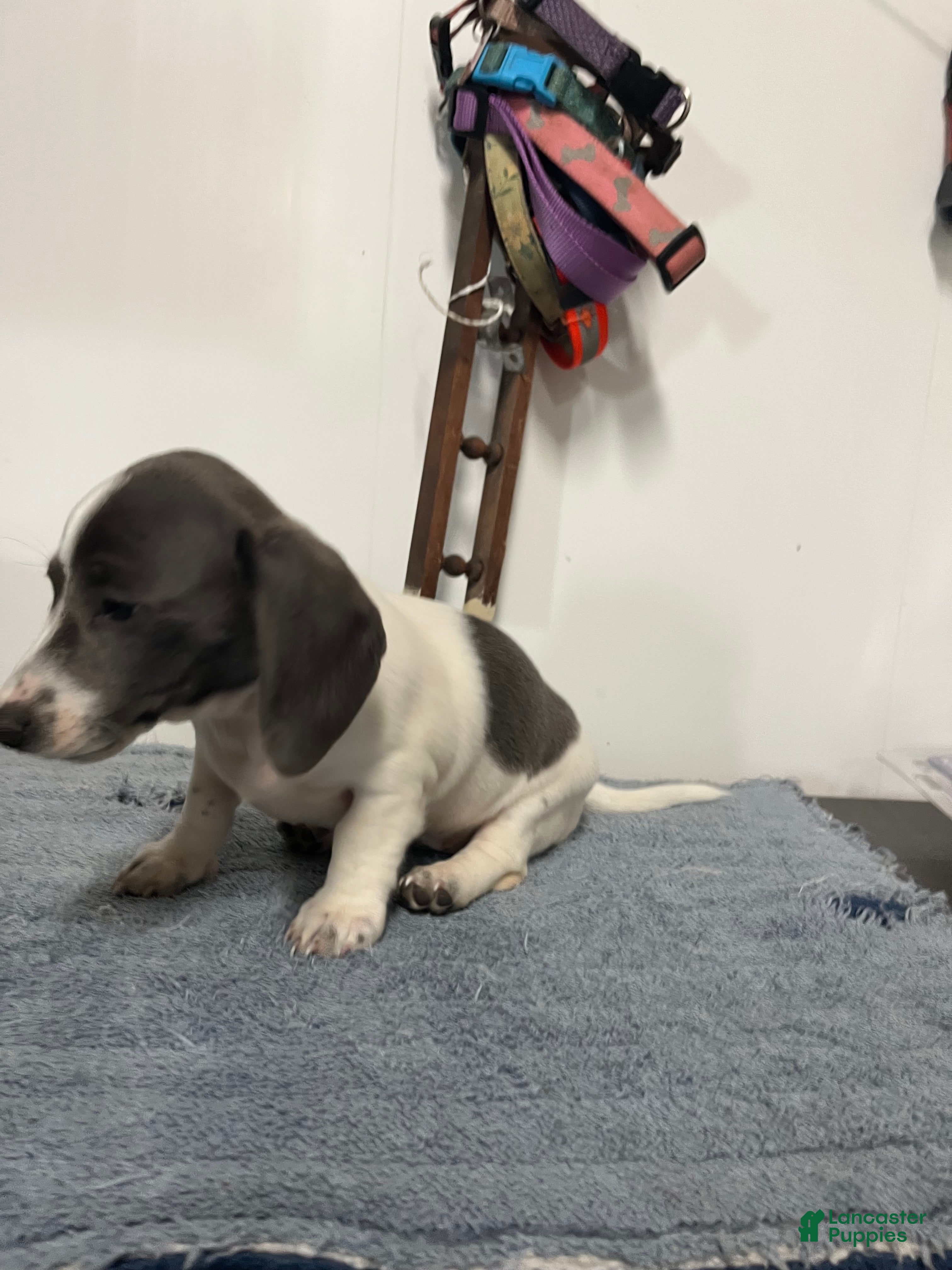 Miniature Dachshund dogs Jessie  - Ad 1