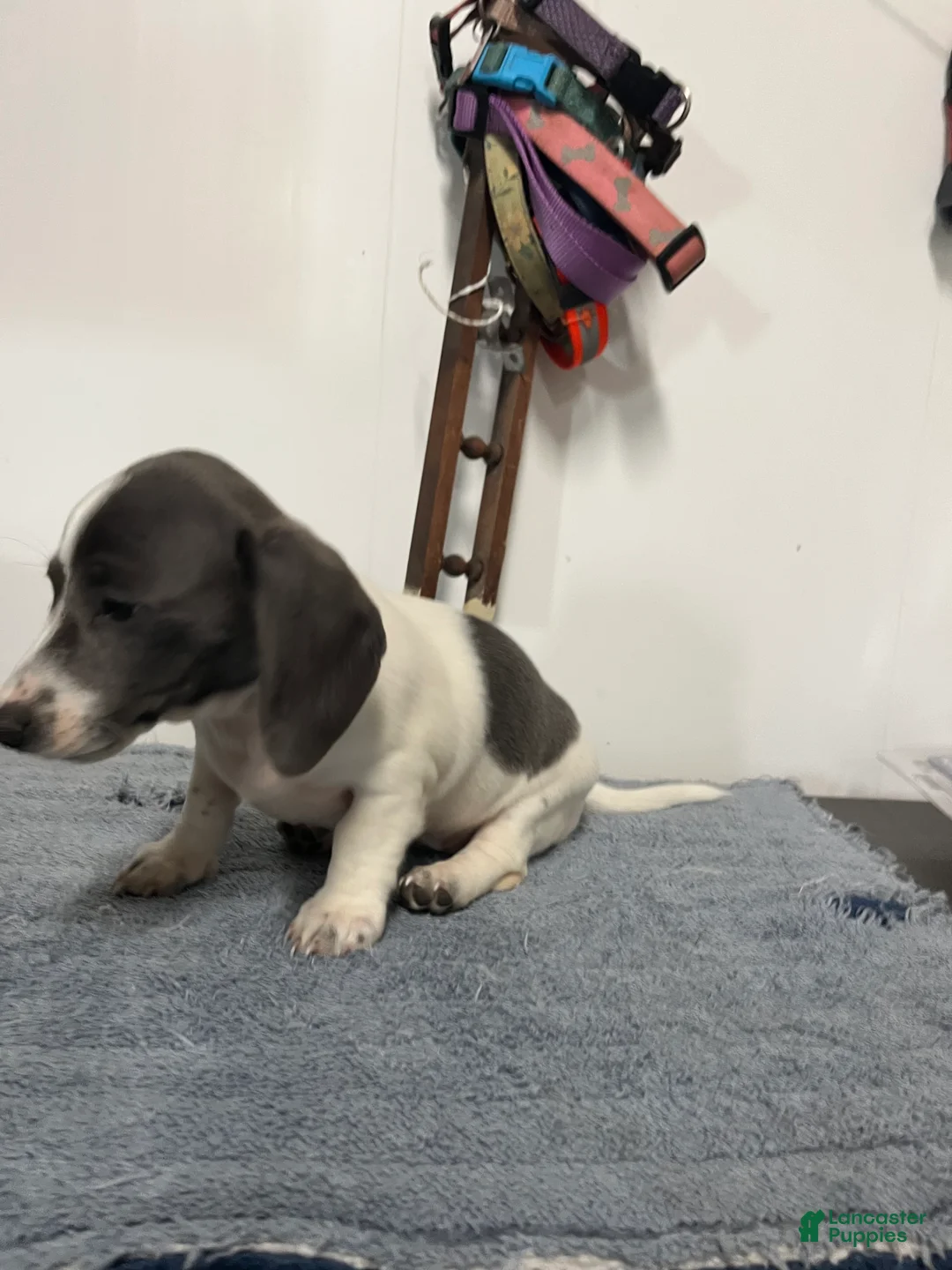 Miniature Dachshund dogs for sale: Jessie  - Ad 1