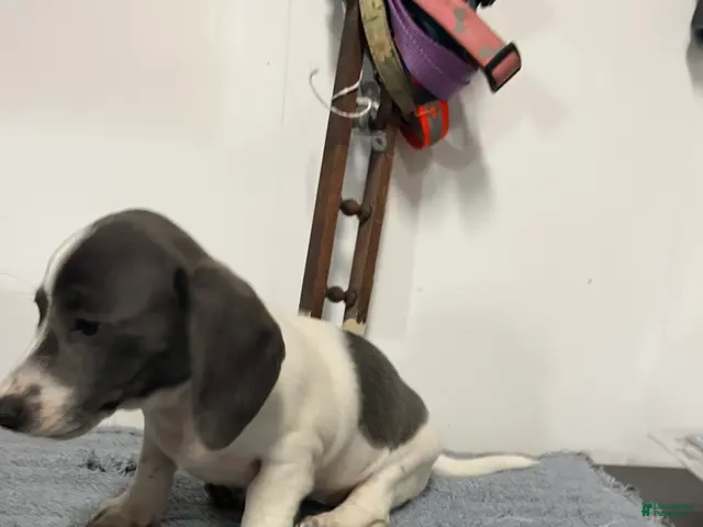 Miniature Dachshund dogs for sale: Jessie - Ad 1