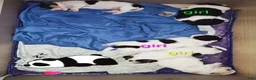Jack Russell Terrier dogs for sale: Jack Russell Terrier 1 - Ad 12