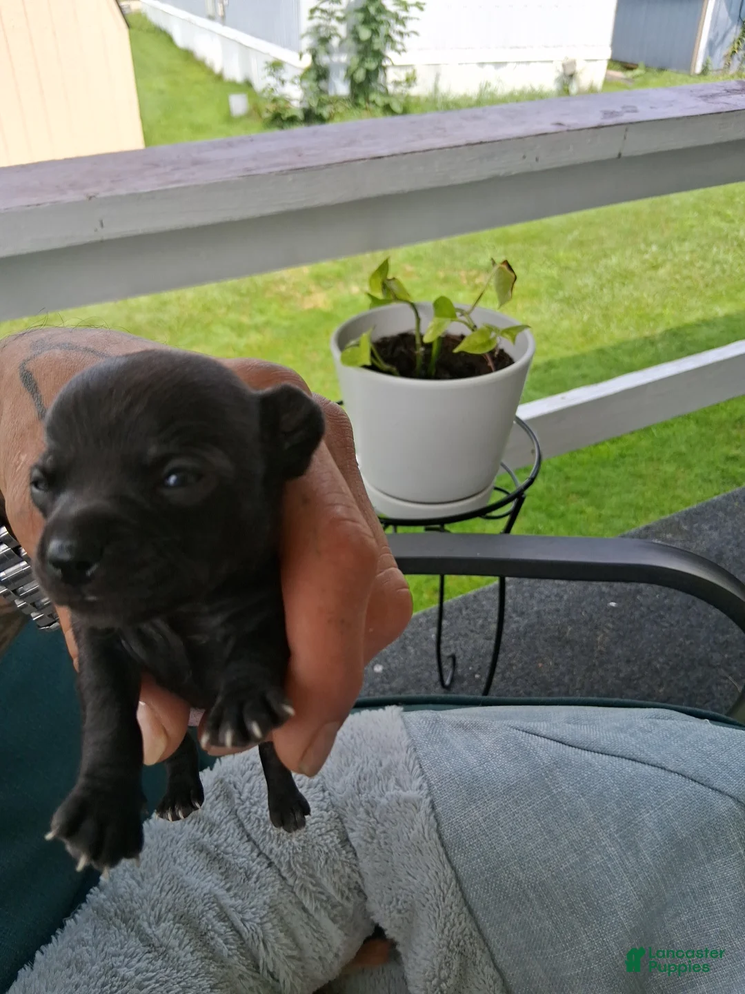 Chihuahua dogs for sale: Chihuahua 2 - Ad 1
