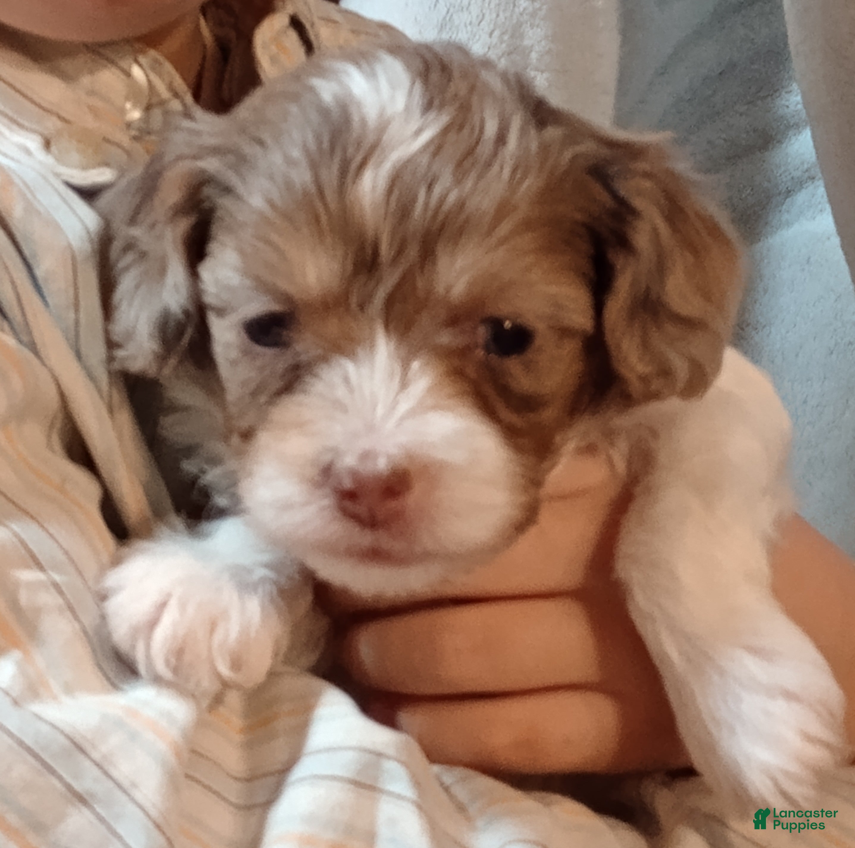 Cavapoo dogs Elliot - Ad 1