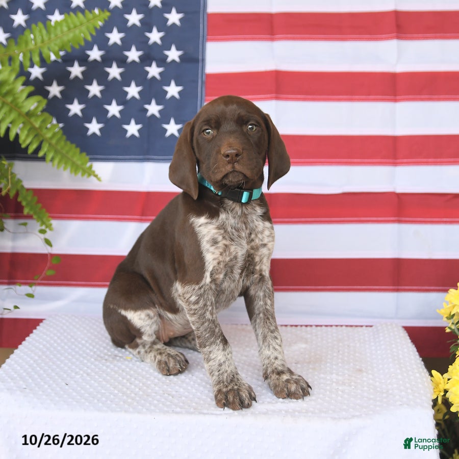 German Shorthaired Pointer dogs for sale: Tara - Ad 1