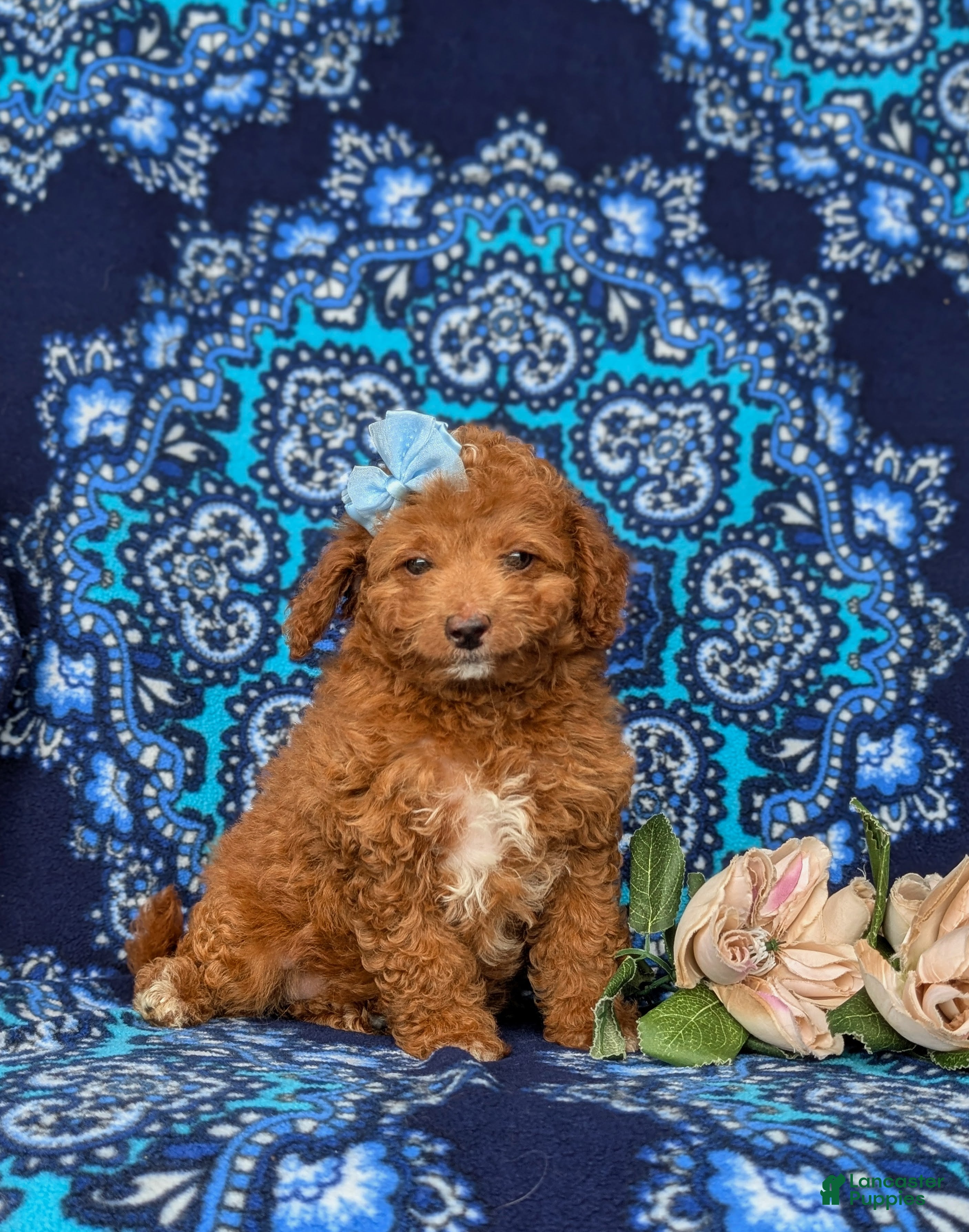 Mini Goldendoodle dogs Teva 9 lbs Full Grown - Ad 1