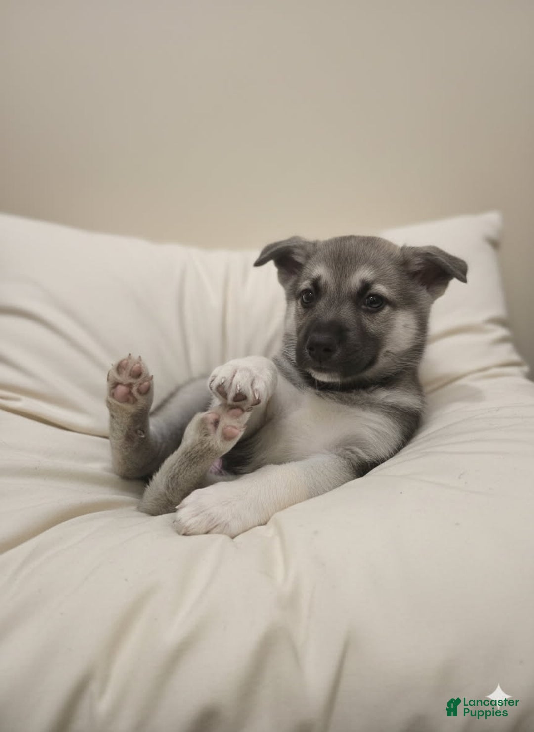 Gerberian Shepsky dogs for sale: Beast  - Ad 1