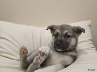 Gerberian Shepsky dogs Beast - Ad 12