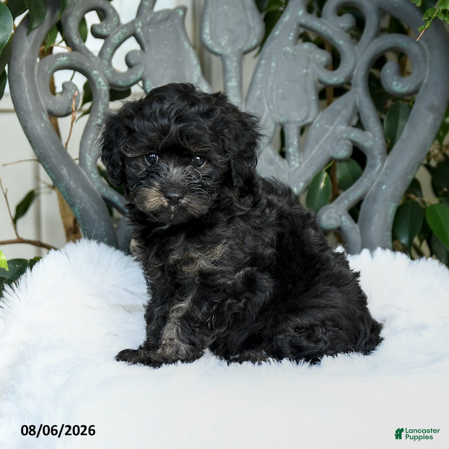 Cavapoo dogs Terry - Ad 1