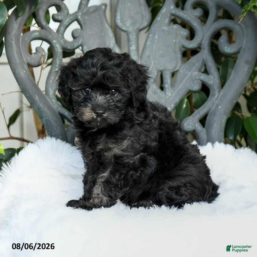 Cavapoo dogs for sale: Terry - Ad 1