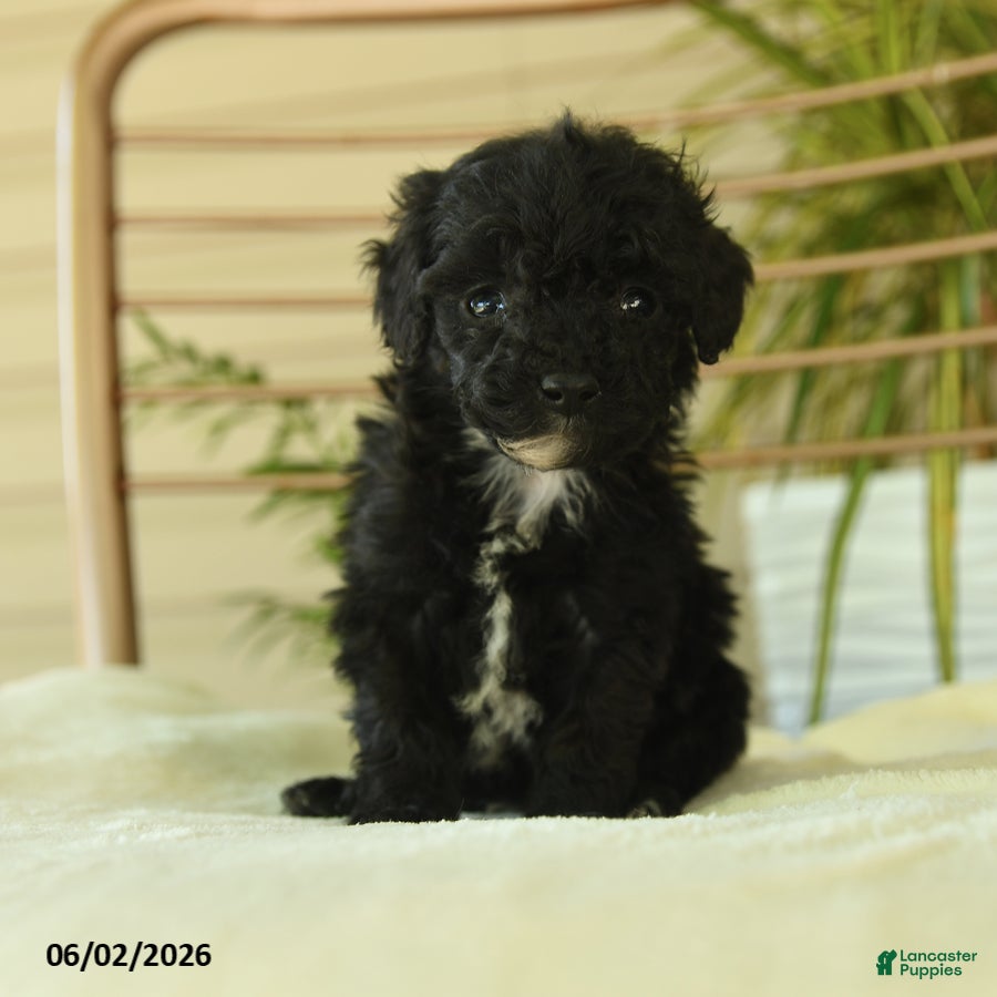 Miniature Poodle dogs for sale: Quinton - Ad 5