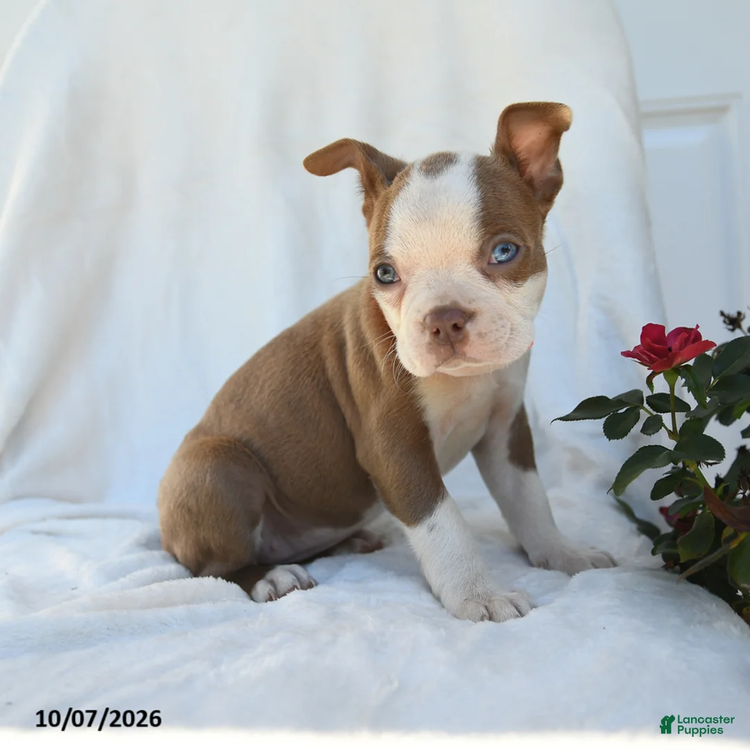 Boston Terrier dogs for sale: Tiana - Ad 2