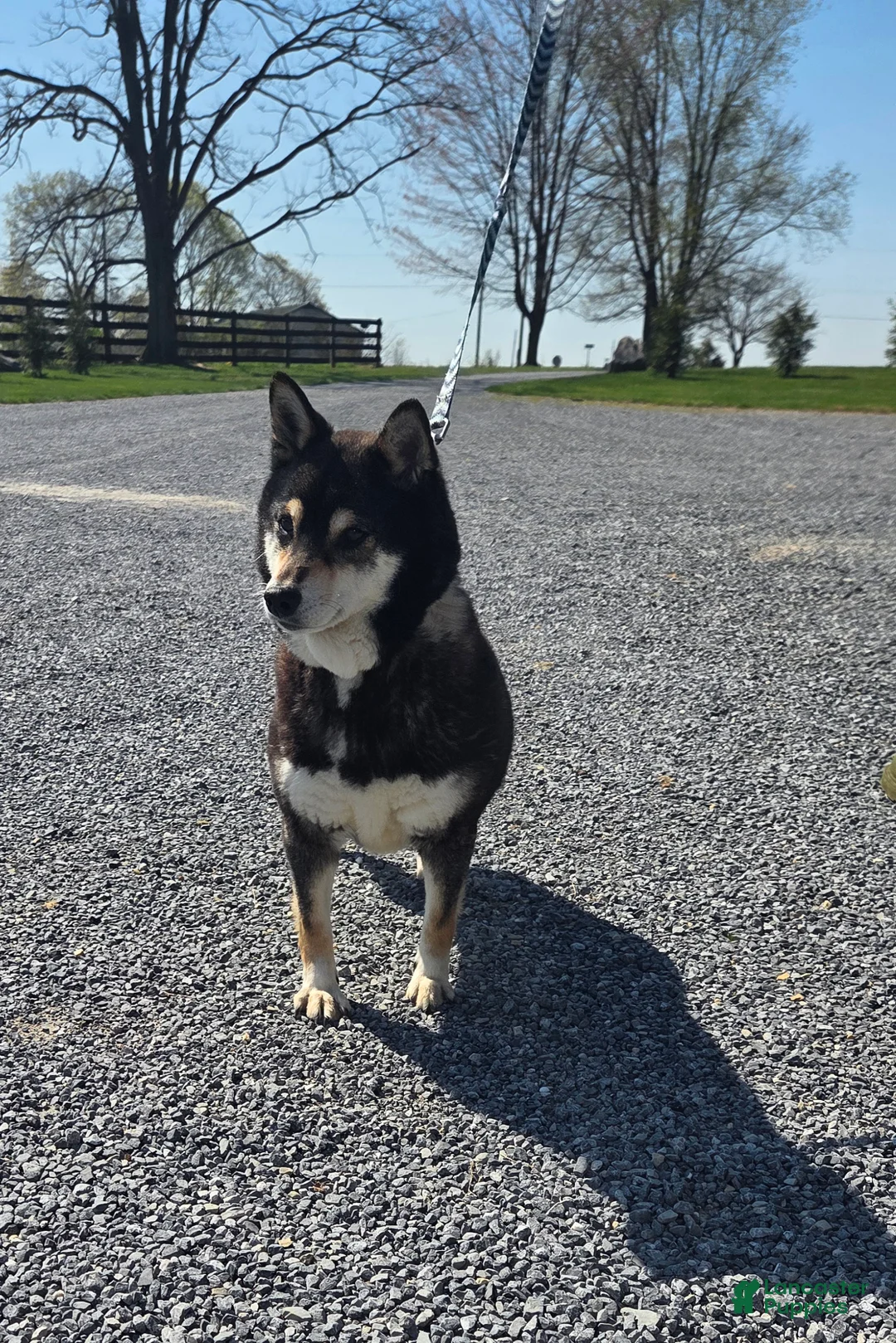 Shiba Inu dogs for sale: Miley - Ad 6