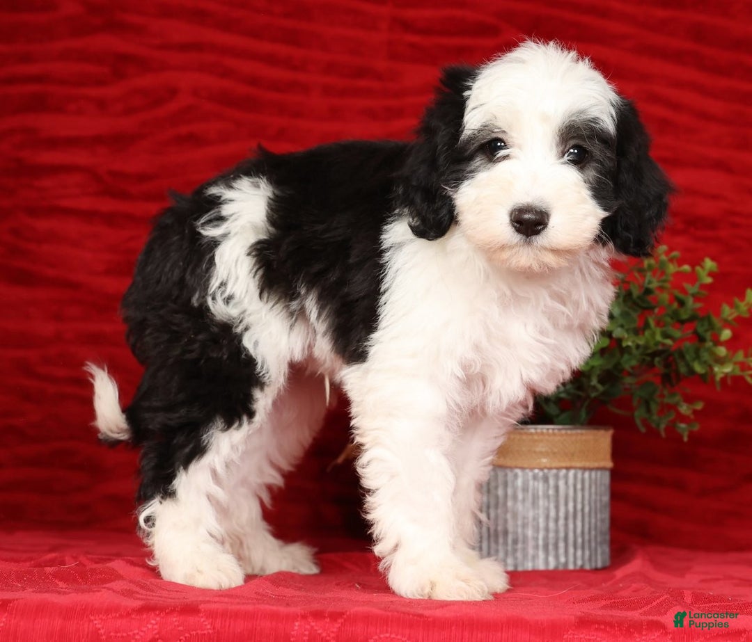 Mini Sheepadoodle dogs for sale: Henry - Ad 5