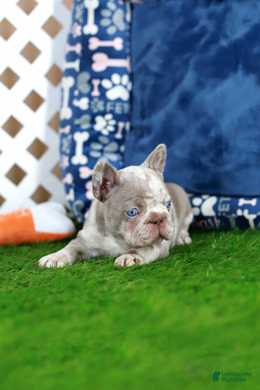 French Bulldog dogs for sale: Milena  - Ad 5