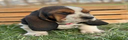 Basset Hound dogs for sale: Clara - Ad 9