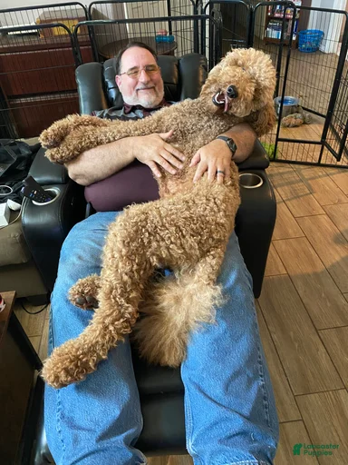 Gallery Image {{count}}