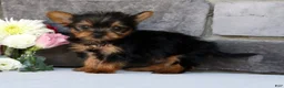 Morkie dogs for sale: Ollie - Ad 3
