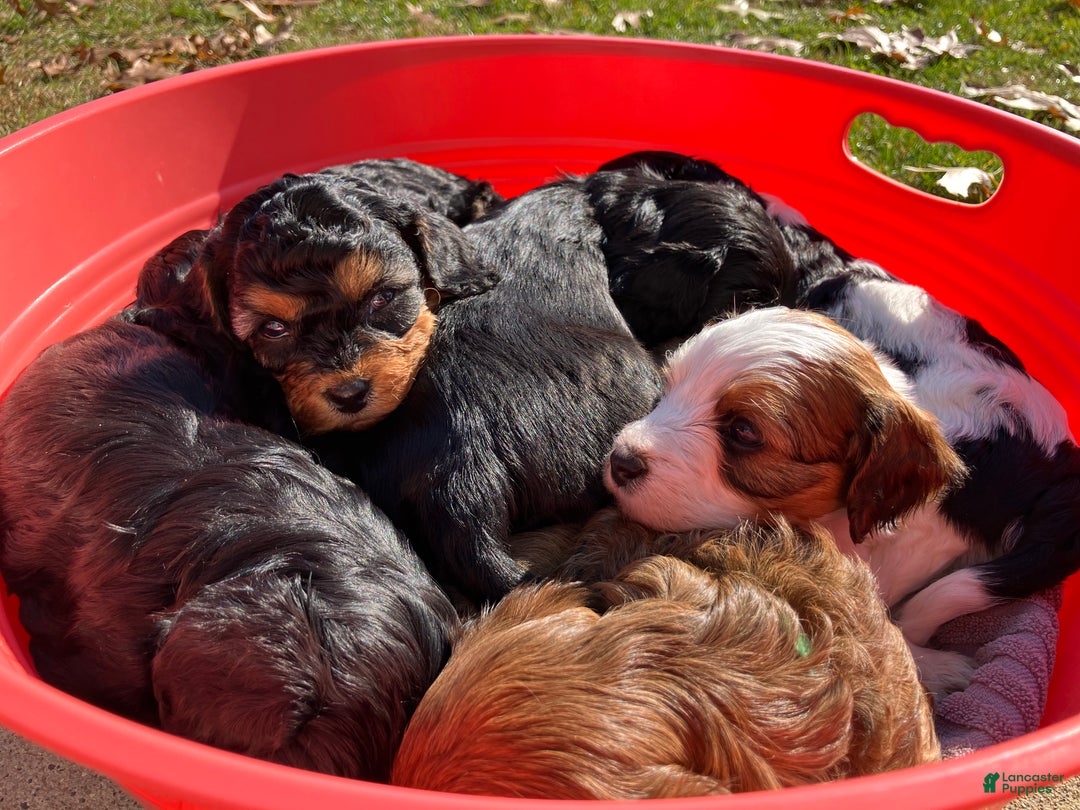 Cavapoo dogs for sale: Tuffnut - Ad 6