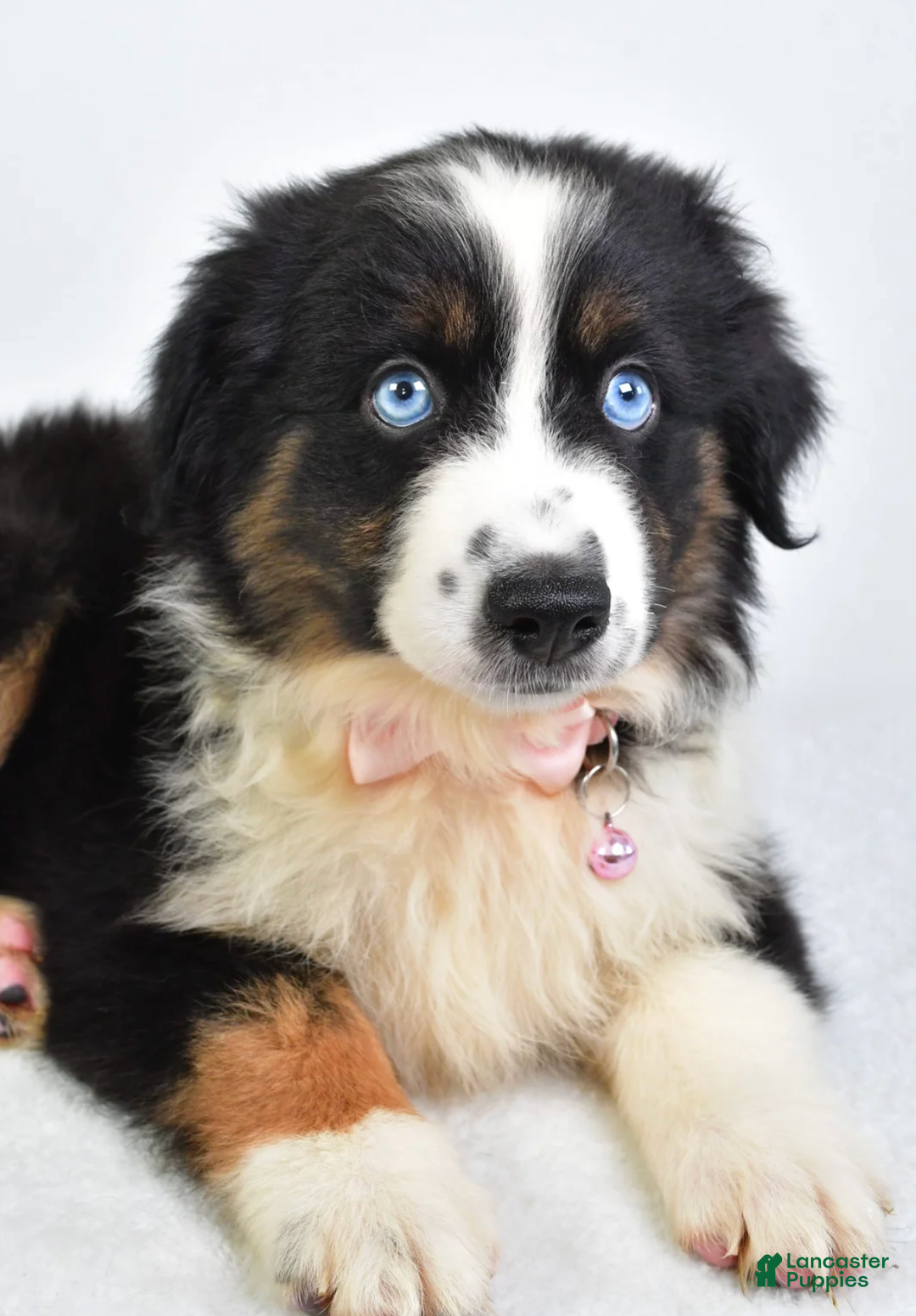 Miniature Australian Shepherd dogs for sale: Jody - Ad 3