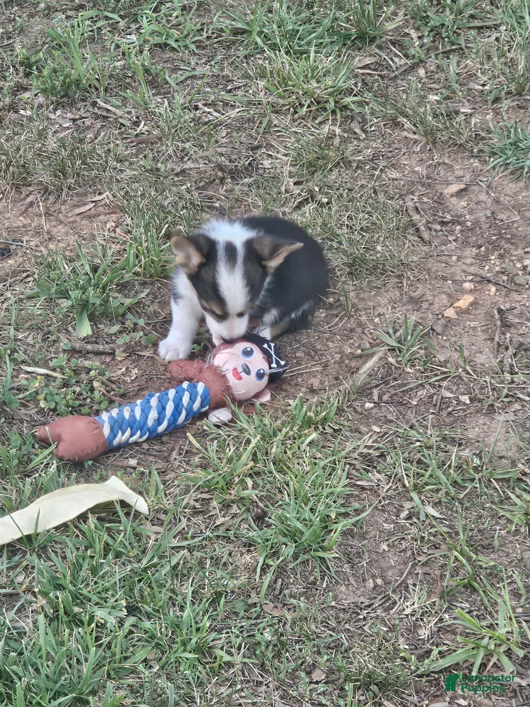 Welsh Corgi Pembroke dogs for sale: Blue Male - Ad 2