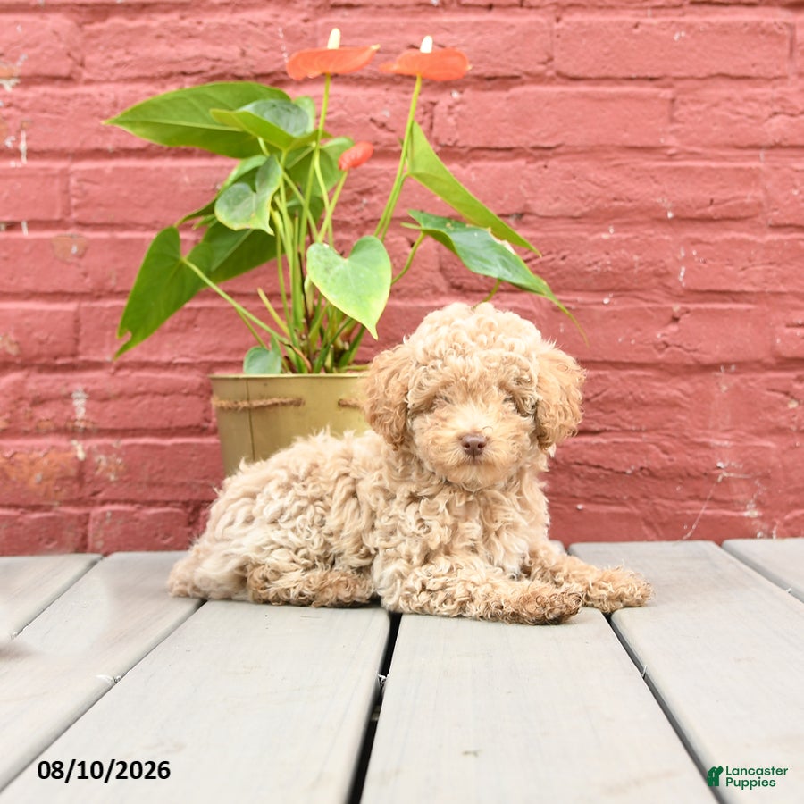 Toy Poodle dogs Jimmy - Ad 2