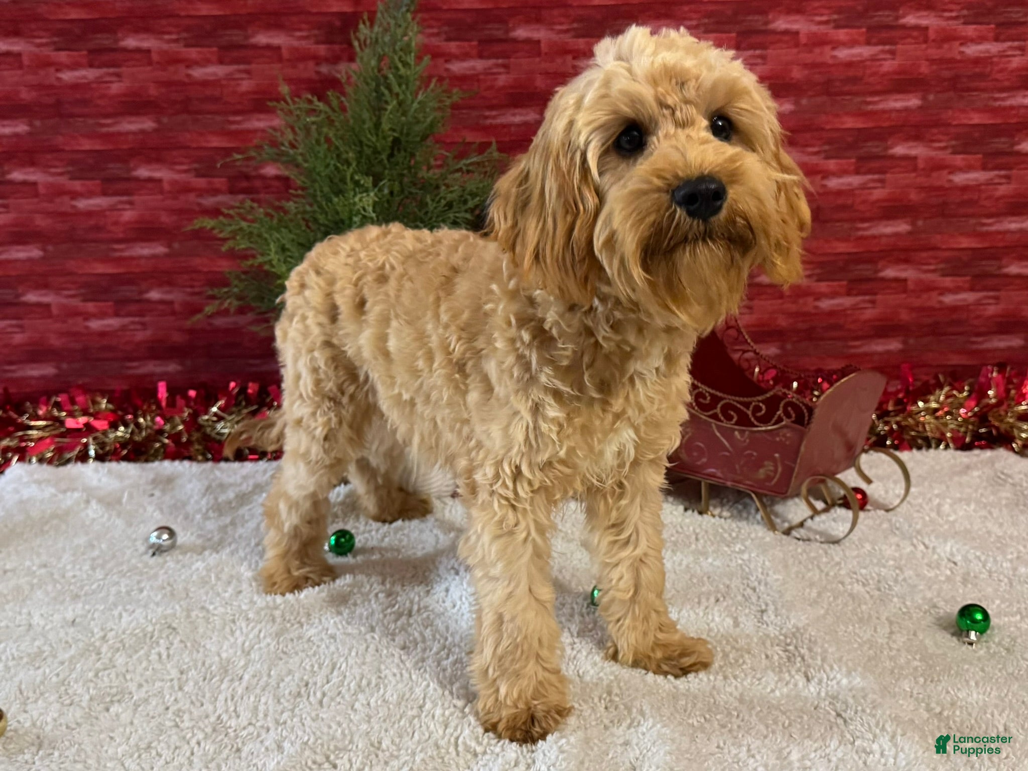 Cavapoo dogs Ezra - Ad 30