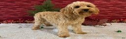 Cavapoo dogs for sale: Ezra - Ad 1