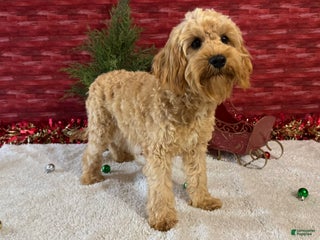 Cavapoo dogs Ezra - Ad 19