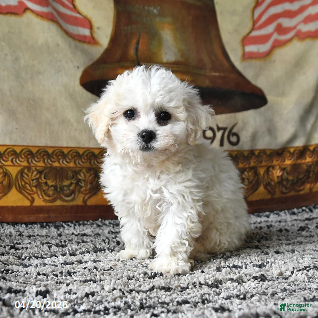 Bichon Frise dogs for sale: April - Ad 2