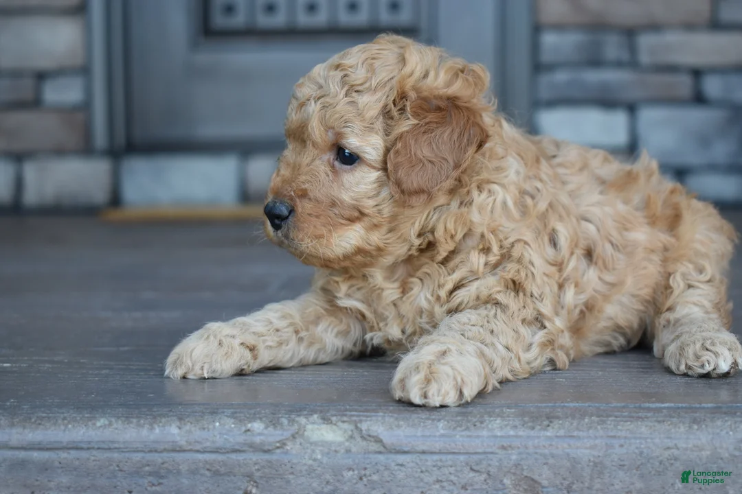 Mini Goldendoodle dogs for sale: Hunter - Ad 6