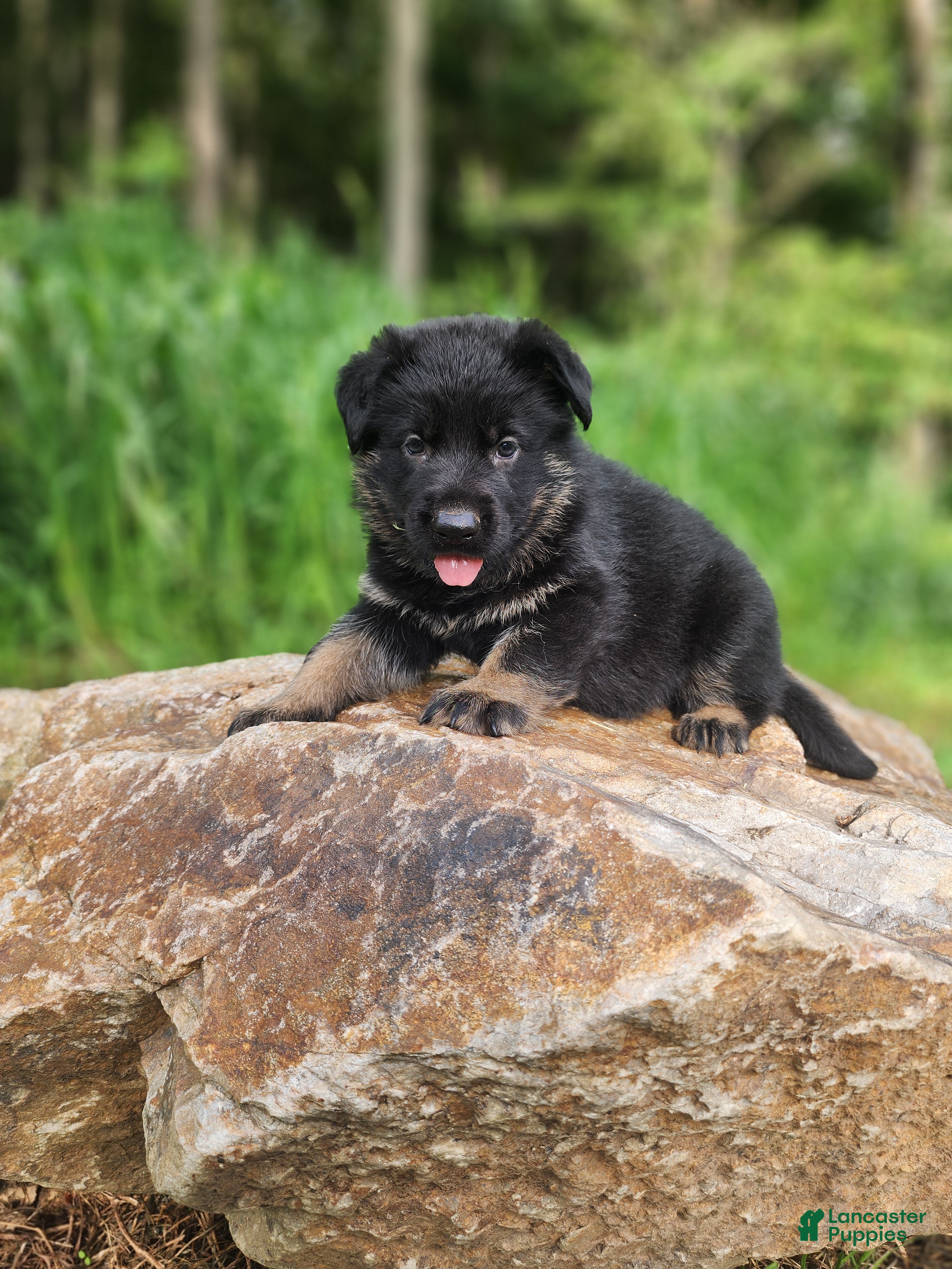 German Shepherd dogs Trek - Ad 1
