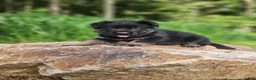 German Shepherd dogs for sale: Trek - Ad 20