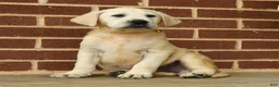 Labrador Retriever dogs for sale: Buster - Ad 3