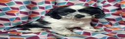 Cocker Spaniel dogs for sale: Hilda - Ad 3