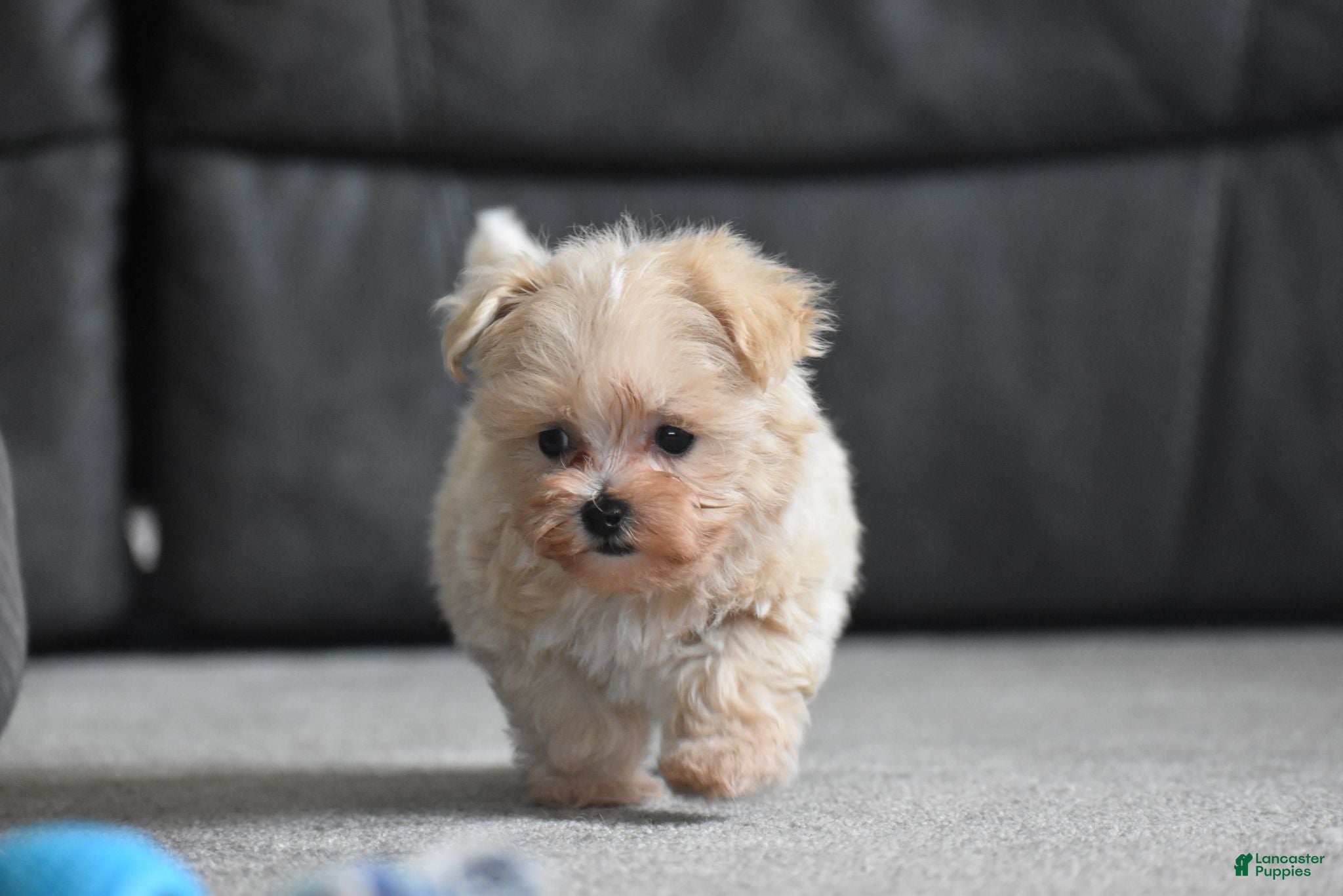 Maltipoo dogs Leo - Ad 2