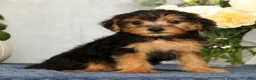 Yorkiepoo dogs for sale: Marsha - Ad 4