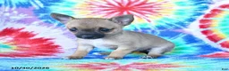 Mixed Breed dogs for sale: Muffin - Ad 5