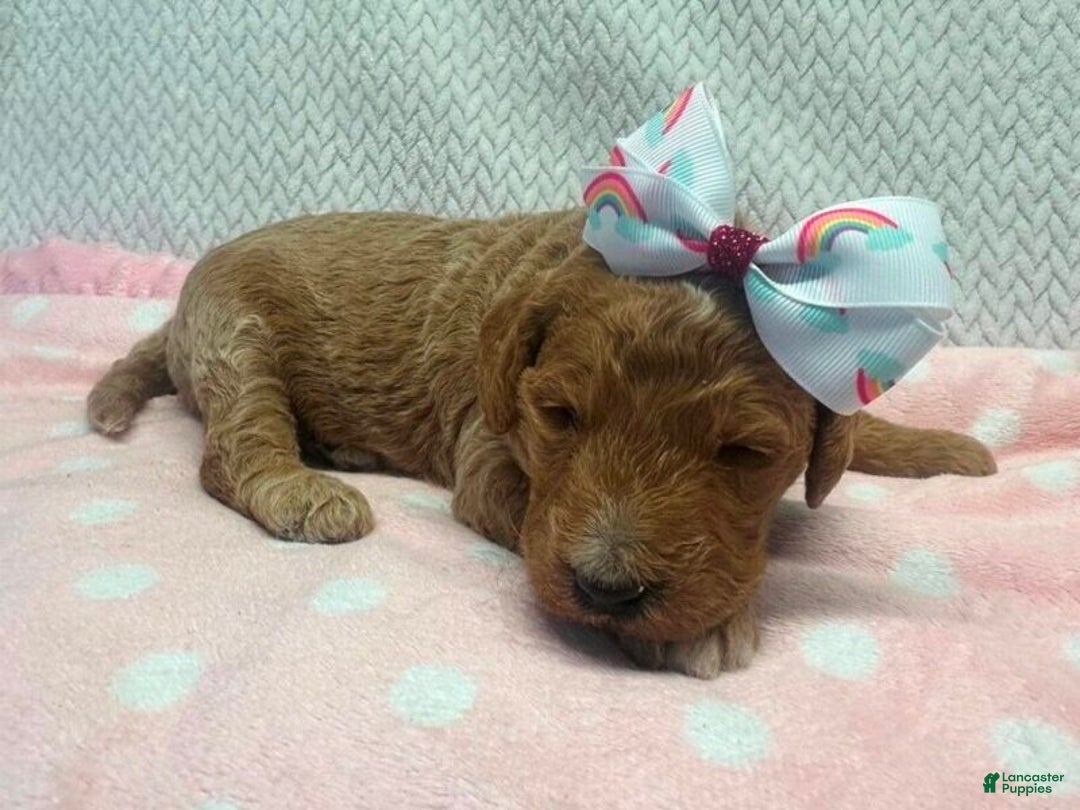 Goldendoodle dogs for sale: Marcey - Ad 2