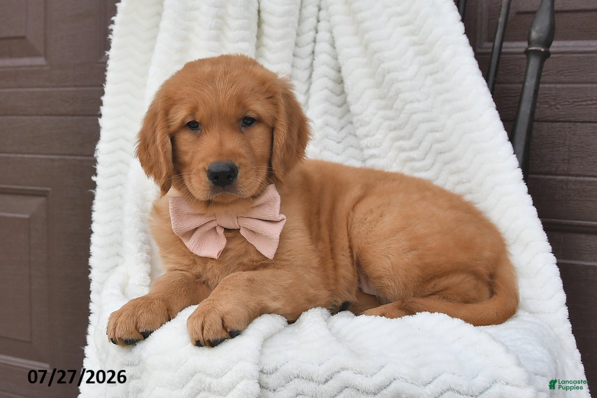 Golden Retriever dogs Coco - Ad 1